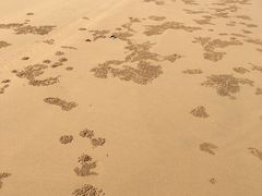 -日照海滨国家森林公园