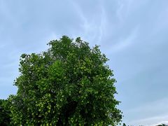 -广东圆玄道观