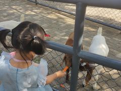 -长白岛森林公园