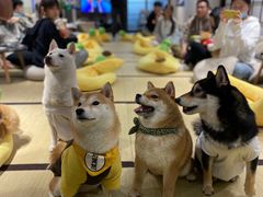 -逗柴咖啡屋·狗咖猫咖宠物桌游