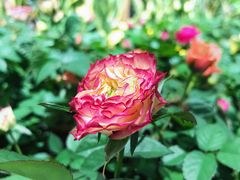 -鹿岛会员店 (龙湖三千集天街店)