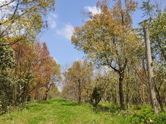 -上海海湾国家森林公园