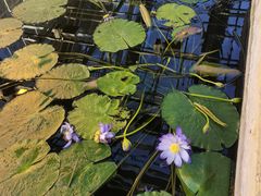 -国家植物园南园