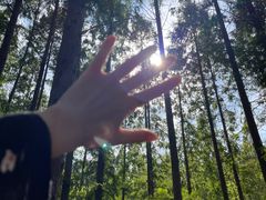 -黄海国家森林公园