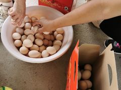 -马陆小张葡萄园农家乐