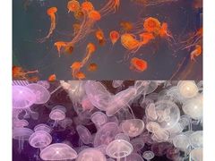 -江和美海洋公园