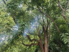 -苏州上方山国家森林公园