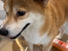 -共舞时光猫咖·狗咖(新街口店)
