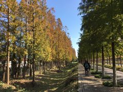 -上海长兴岛郊野公园