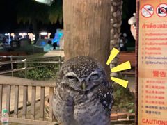 -清迈夜间动物园