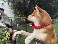 -Dog in Town Ekkamai