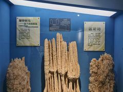 -河南自然博物馆