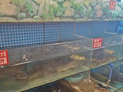 -费明中罗非鱼(大石坝店)