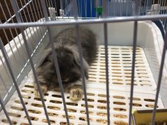 -龟与熊猫宠物公园(南坪店)