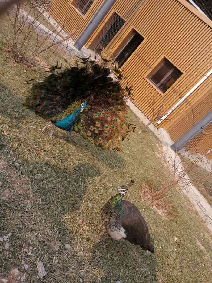 卧虎山公园-"成动物园的了,真大了,溜了一天勉强走完,.