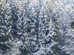 -武陵山森林公园