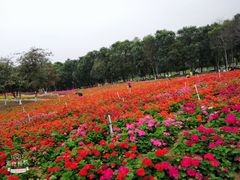 -松山湖南湖湾露营营地