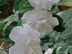 -阿育王寺