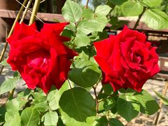 -济南国际园博园