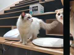 -瞄一喵猫咖(格力海岸店)