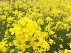 -合肥滨湖国家森林公园