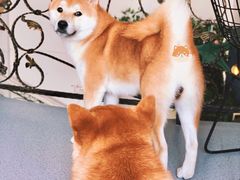 -喜柴咖啡·柴犬狗咖