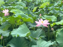 -荷塘月色湿地公园·向阳花洲