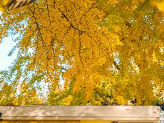 -三里屯东五街银杏大道