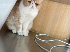 -瑞派长江宠物医院·猫科·外科·24小时夜护(谊城公寓分院)
