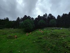 -硗碛藏寨·神木垒景区