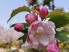 -海棠花溪(元大都城垣遗址公园)