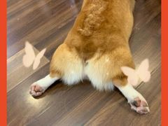 -柯斗斗主题餐厅·狗咖·围炉煮茶·茶饮(国瑞升平里店)