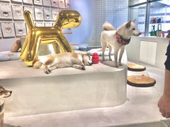 -柴务处·柴犬主题狗咖