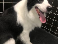 -Goku PET SHOP宠物视觉生活馆(双井店)