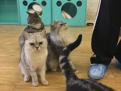 -萌喵宠狗爱心宠咖