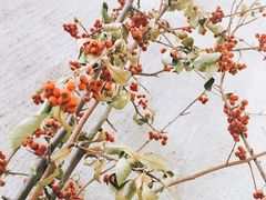 -MIKAKU(万达广场上海宝山店)