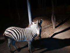 -清迈夜间动物园