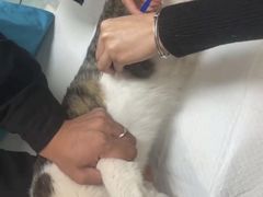 -中农大我爱我爱动物医院·核磁CT·猫病·24小时夜诊中心(石佛营店)
