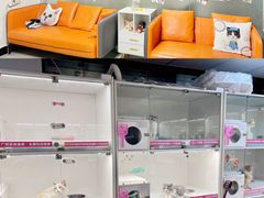 -lincat·猫舍(广州店)