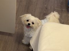 -萌宠之家·腊肠犬·马尔泰·小体犬舍