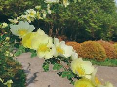 -洛阳市隋唐城遗址植物园