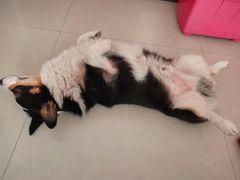 -瑞派福兴宠物医院犬猫全科·骨科·中西医结合(河东店)