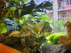 -焰江山·海鲜牛排烤肉自助(环形中心店)