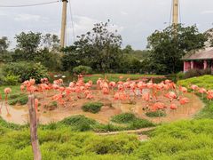 -新加坡飞禽公园