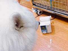 -北京观赏动物医院·24小时大型综合·猫专科·异宠专科