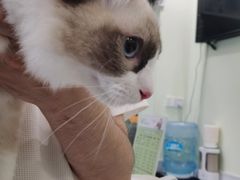-艾吉宠物医院·疑难杂症转诊中心·猫友好(碧江路院)
