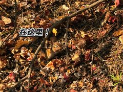 -汤旺河林海奇石景区