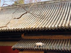 -大觉寺-停车场