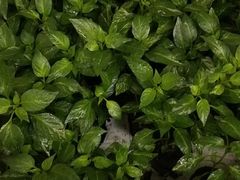 -南山植物园