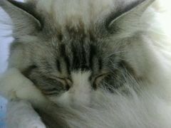 -喵的天空名猫咖啡馆·撸猫·猫舍·用品